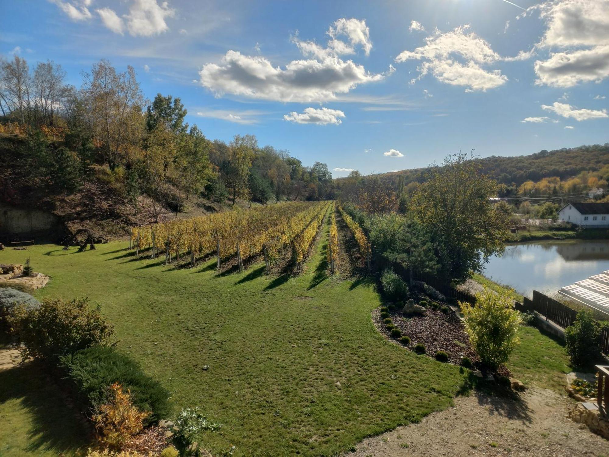 Penzion Ve Vinohradě Němčičky Esterno foto