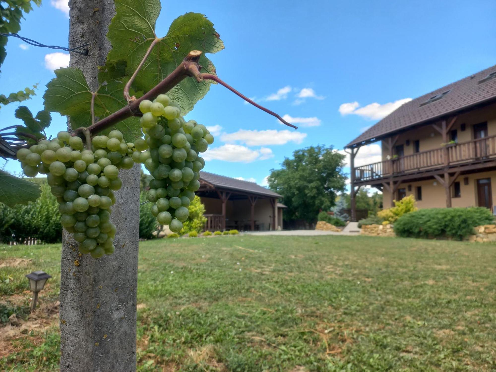 Penzion Ve Vinohradě Němčičky Esterno foto